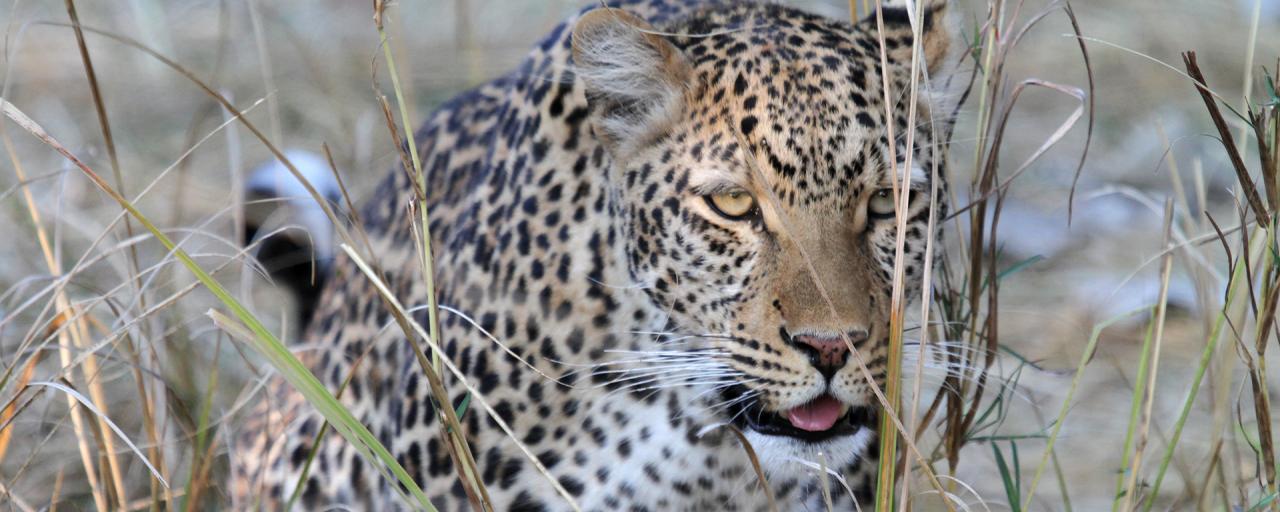 botswana safari leopard moremi africa africa safariadv exploringafrica romina facchi travel viaggi