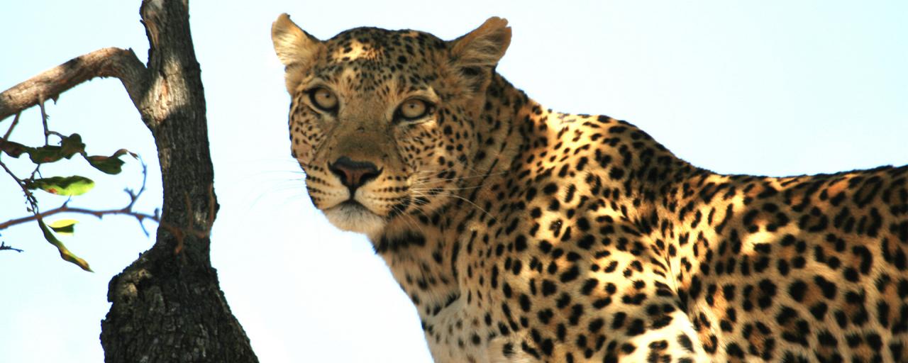 botswana safari leopard moremi africa africa safariadv exploringafrica romina facchi travel viaggi