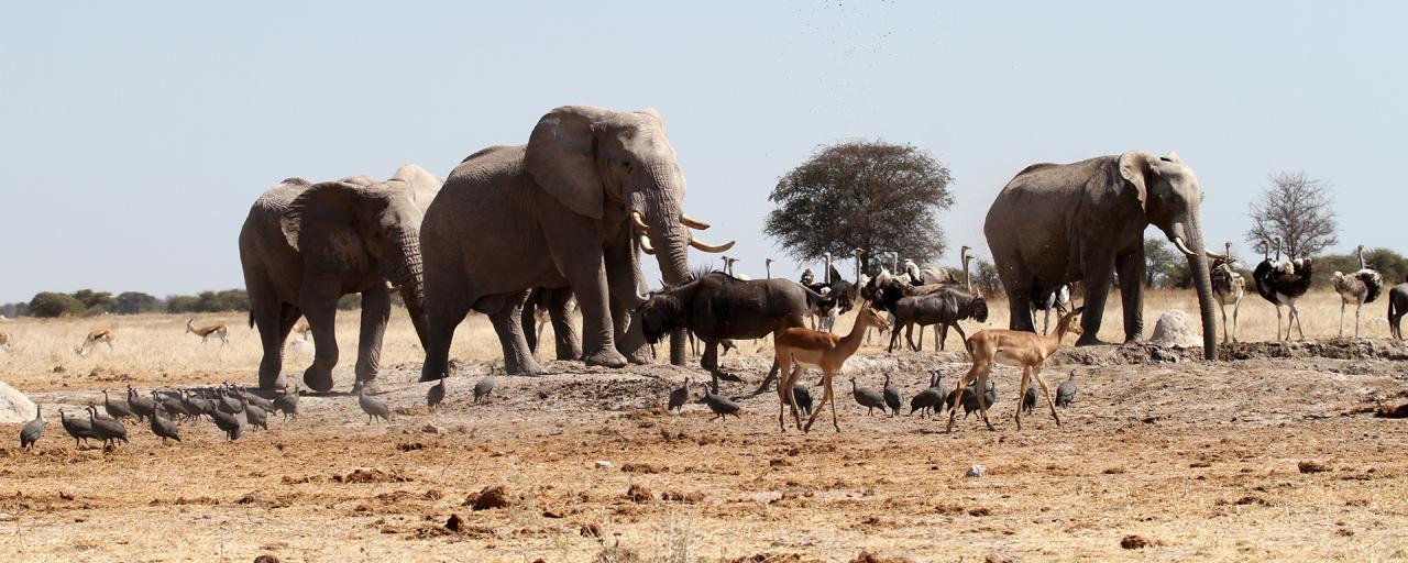 botswana safari nxai pan elephant africa safariadv exploringafrica romina facchi