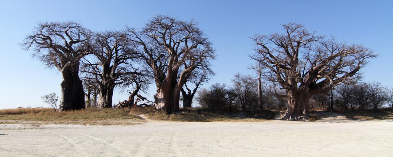 botswana safari nxai pan baobab africa safariadv exploringafrica romina facchi baines