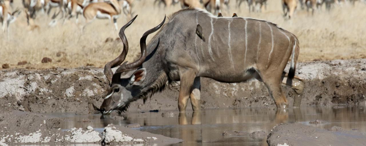 botswana safari nxai pan kudu africa safariadv exploringafrica romina facchi