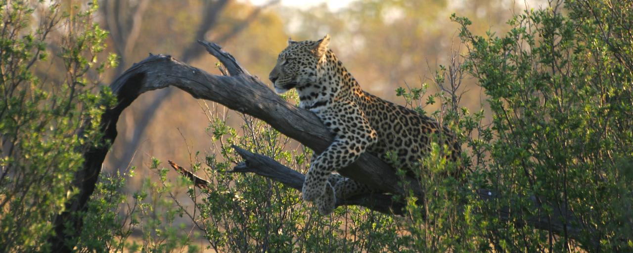 moremi botswana exploringafrica safariadv romina facchi safari gamedrive travel