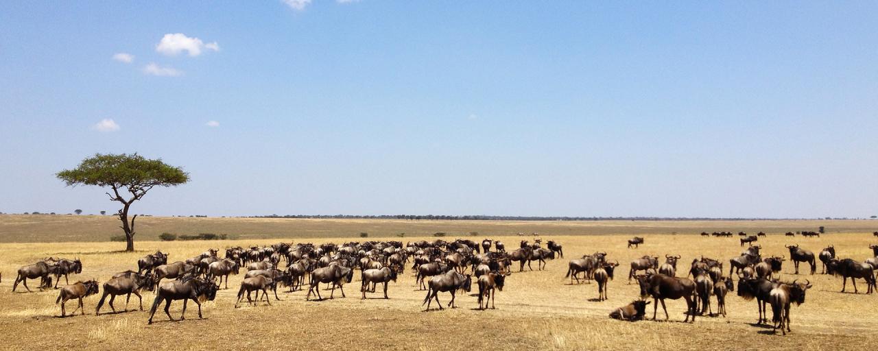 The Great Migration in Serengeti National Park in Tanzania: beautiful landscape with acacia and thousands of wildebeest aka gnus