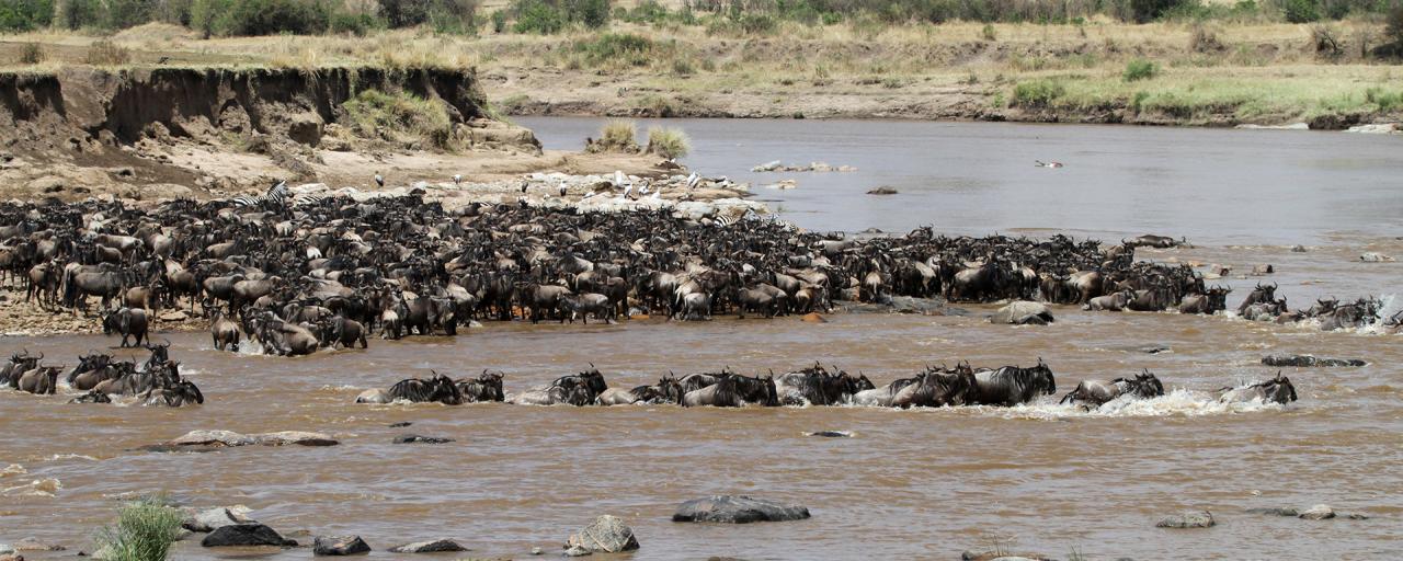 The Great Migration in Serengeti National Park in Tanzania:crossing Mara River, beautiful landscape with acacia and thousands of wildebeest aka gnus