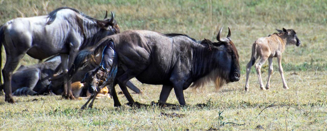 The Great Migration in Serengeti National Park: in january and february wildebeests gave birth their babies