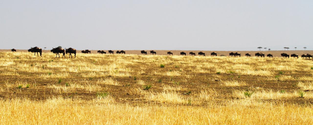 The Great Migration in Serengeti National Park: wildebeests and zebras start to go to north to Maasai Mara River