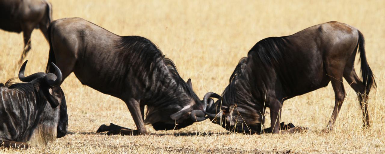 The Great Migration in Serengeti National Park: fighting for females