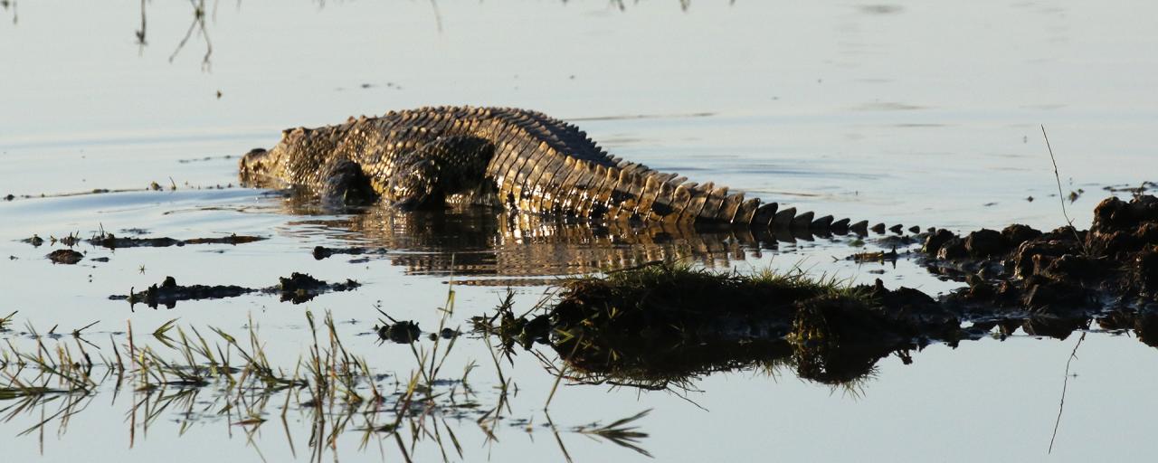 exploringafrica safariadv romina facchi botswana travel