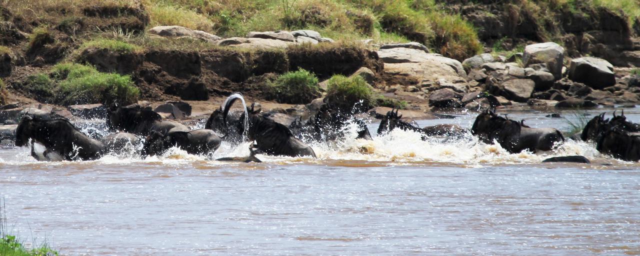 The Great Migration in Serengeti National Park: crossing Mara River