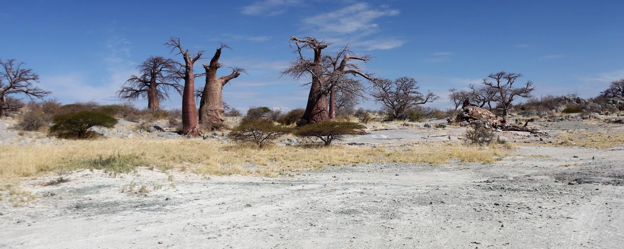 botswana safari sua pan kubu island africa safariadv exploringafrica romina facchi