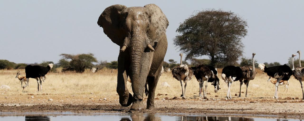 botswana safari sua pan africa safariadv exploringafrica romina facchi