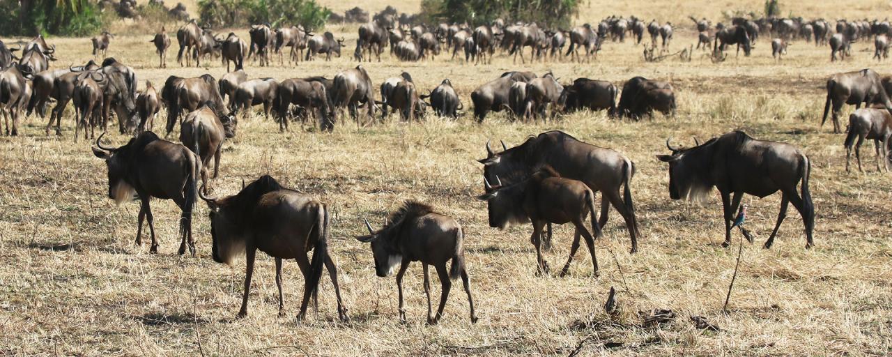 The Great Migration in Serengeti National Park: pasture in Masai Mara and North Serengeti plains, mothers are pregnant again
