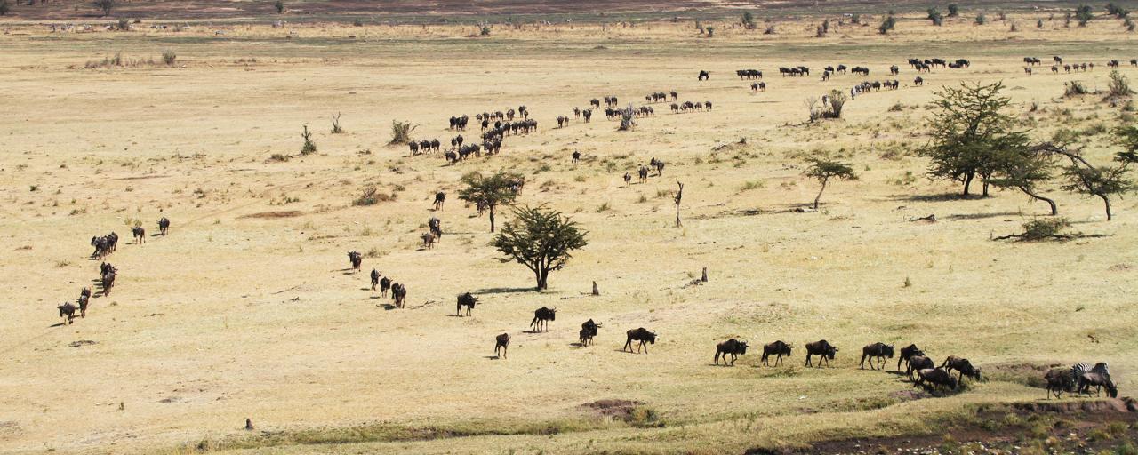 The Great Migration in Serengeti National Park: wildebeests and zebras go back to north to Maasai Mara River