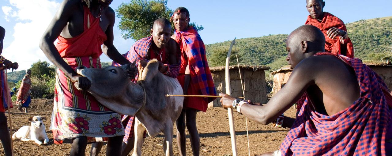 maasai use cow blood like food