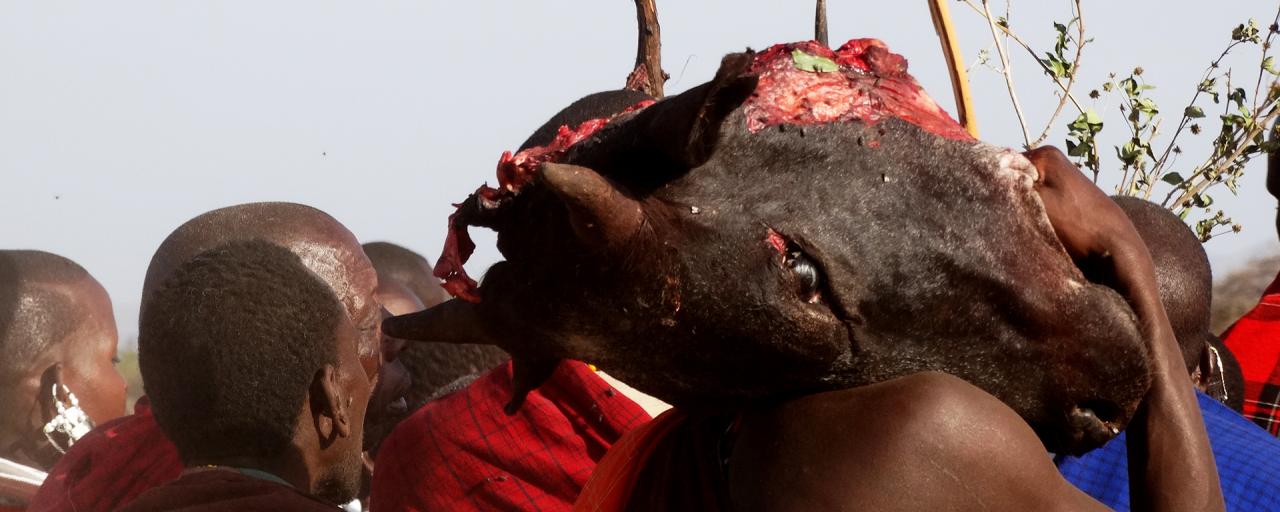 maasai ritual bring a cow head