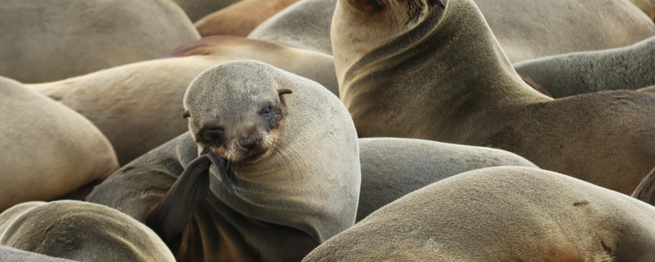 namibia cape cross Namibia travel exploringafrica safariadv safari