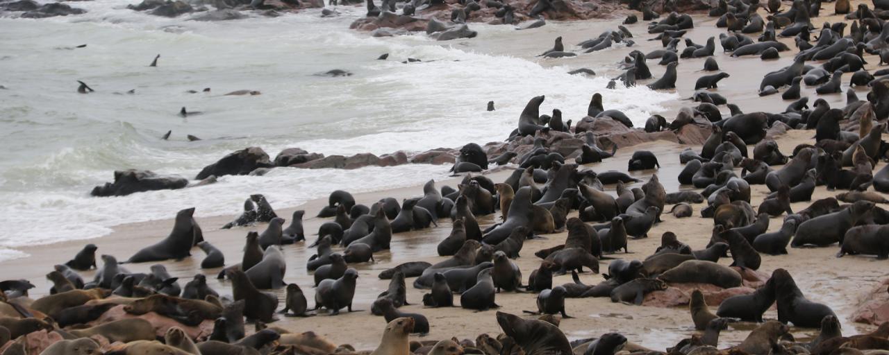 namibia cape cross Namibia travel exploringafrica safariadv safari