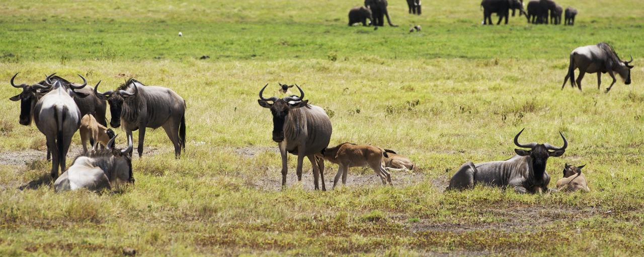 The Great Migration in the south of Serengeti National Park