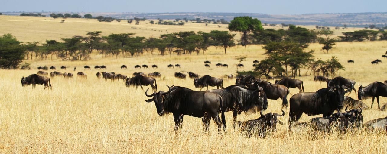 The Great Migration in Serengeti National Park: crossing Mara River: going to north looking for new pastures during the dry season