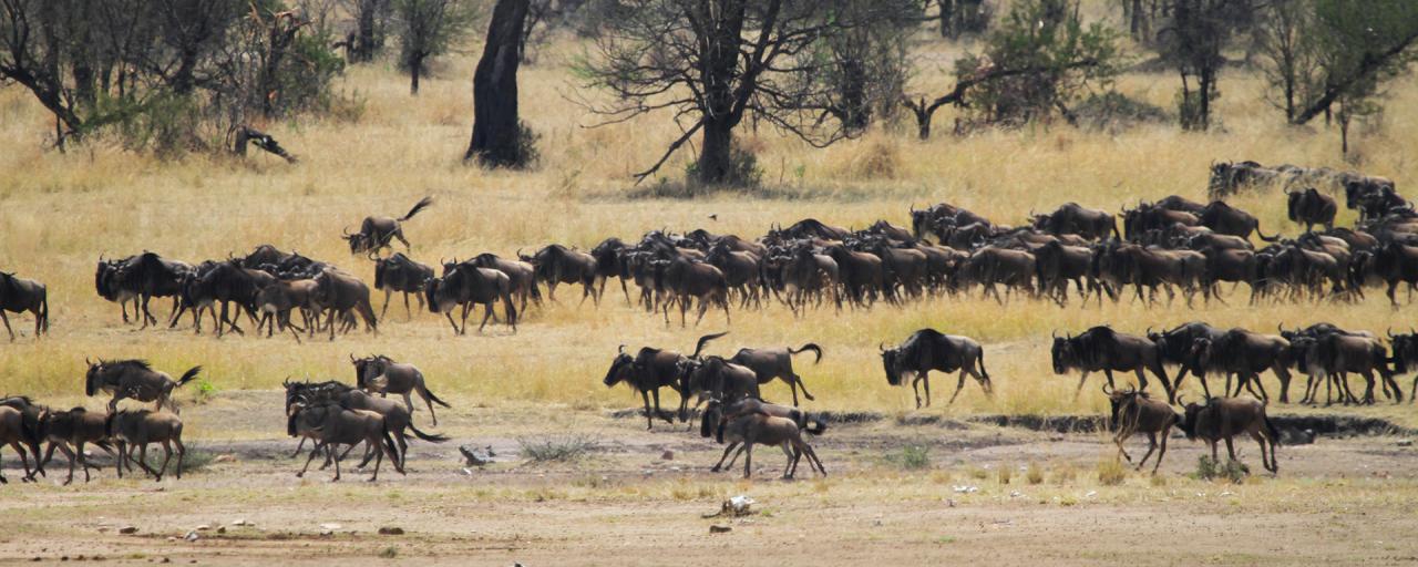 The Great Migration in Serengeti National Park: going to north looking for new pastures during the dry season