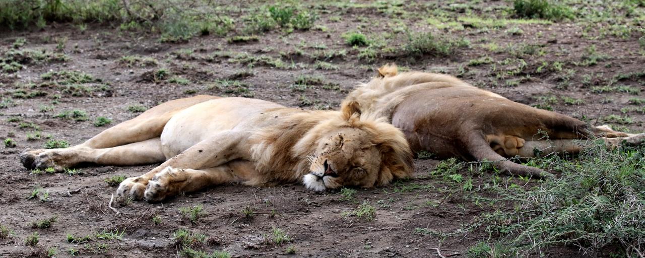 tanzania ndutu lion exploringafrica safariadv romina facchi