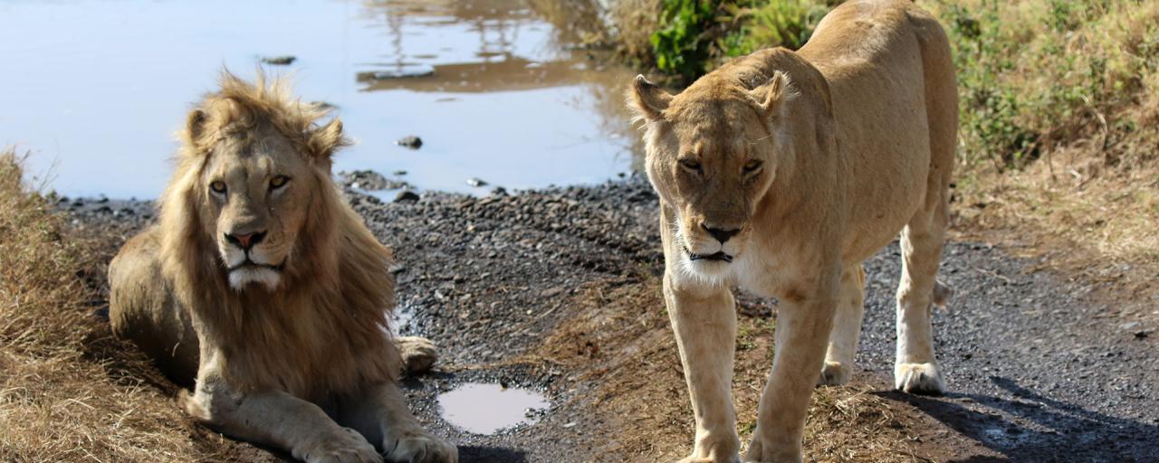 tanzania ngorongoro lion exploringafrica safariadv romina facchi