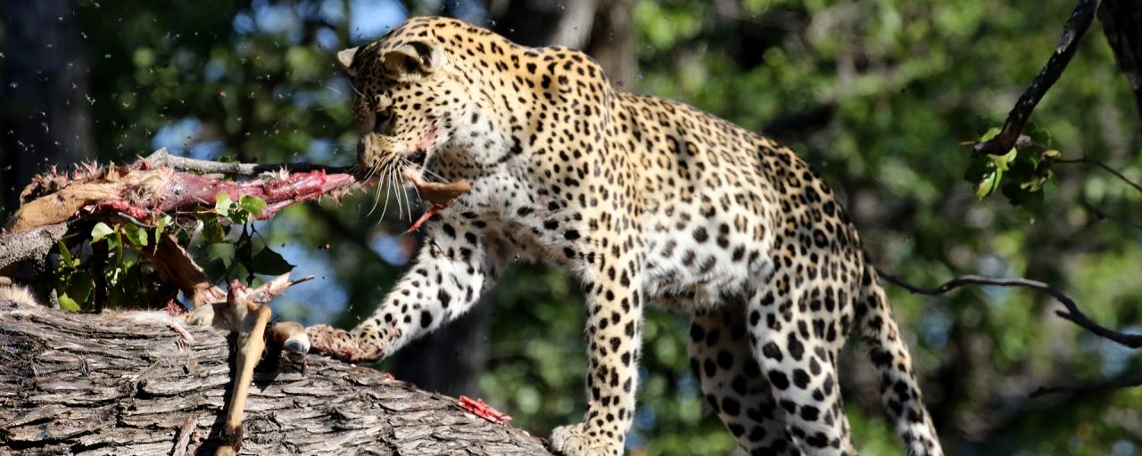 botswana moremi leopard romina facchi exploringafrica safariadv