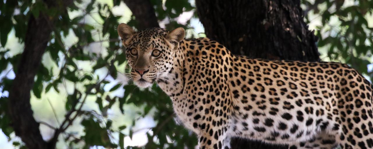 botswana moremi leopard romina facchi exploringafrica safariadv