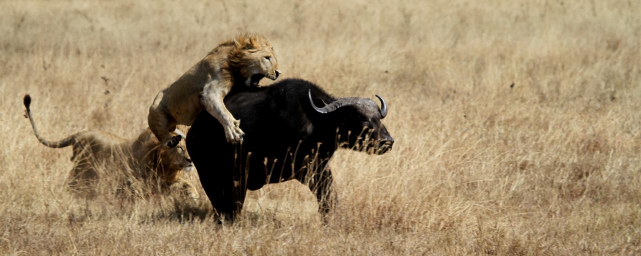 tanzania ngorongoro lion exploringafrica safariadv romina facchi
