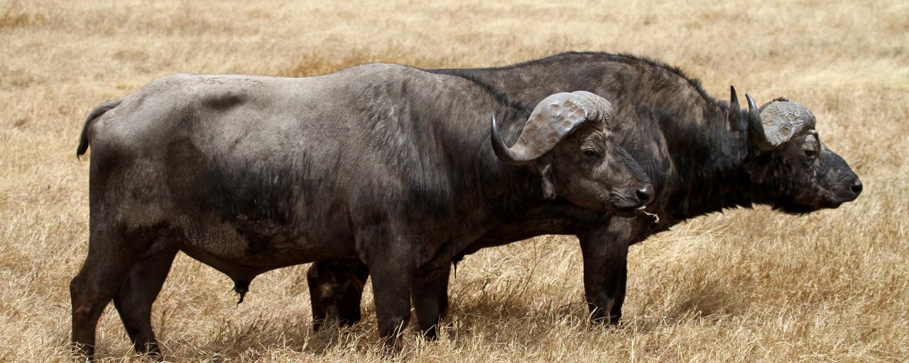 tanzania ngorongoro buffalo exploringafrica safariadv romina facchi