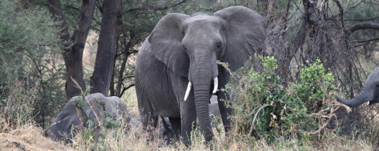 tanzania tarangire elephant exploringafrica safariadv romina facchi