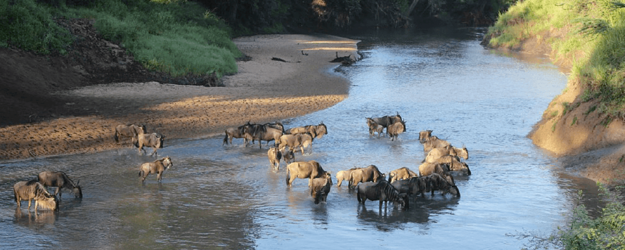 The Great Migration in Serengeti National Park in Tanzania: Grumeti river