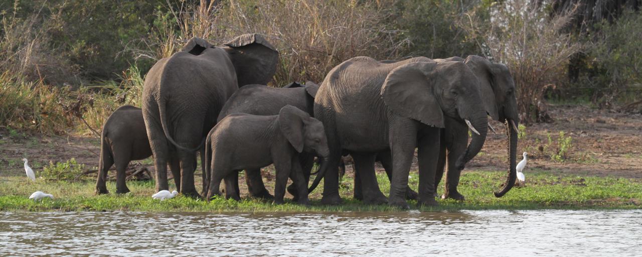 tanzania tarangire elephant exploringafrica safariadv romina facchi