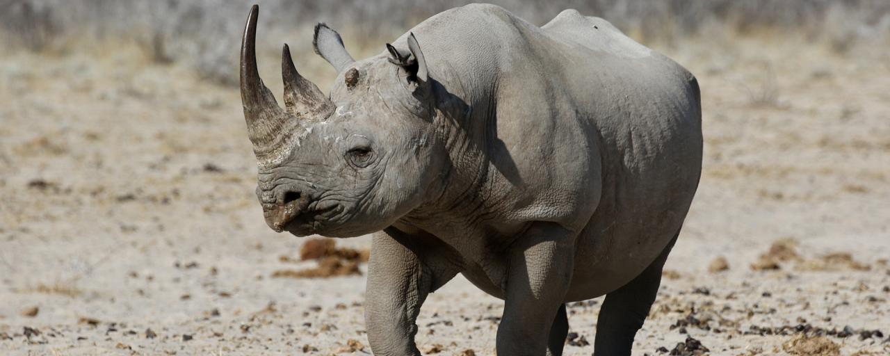 namibia rhino etosha exploring africa safariadv romina facci