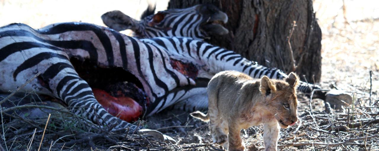 tanzania ruaha lion exploringafrica safariadv romina facchi