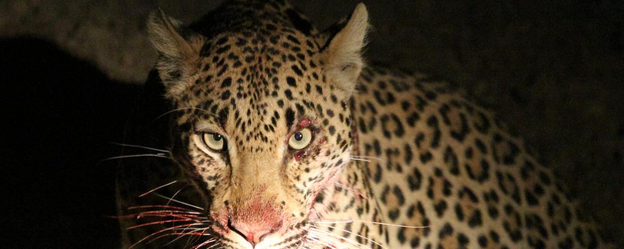zambia luangwa leopard romina facchi exploringafrica safariadv