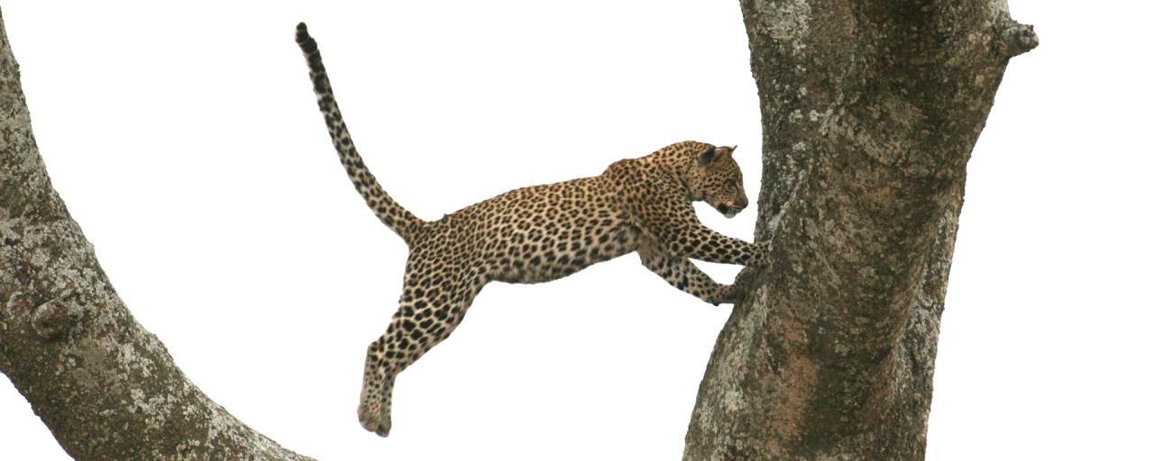 tanzania serengeti leopard exploringafrica safariadv romina facchi