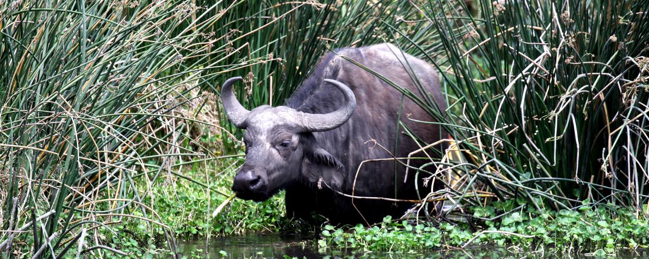 tanzania ngorongorobuffalo exploringafrica safariadv romina facchi