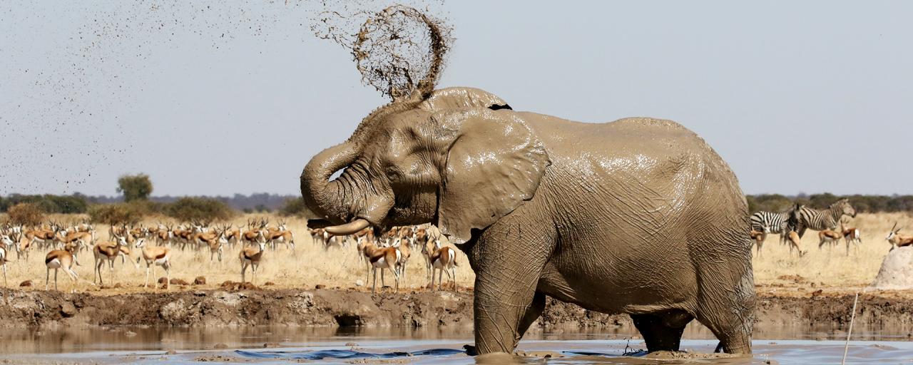 Did you know that the elephant's trunk is an exceptional instrument? | Exploring Africa Did you know that the elephant's trunk is an exceptional instrument? | Exploring Africa