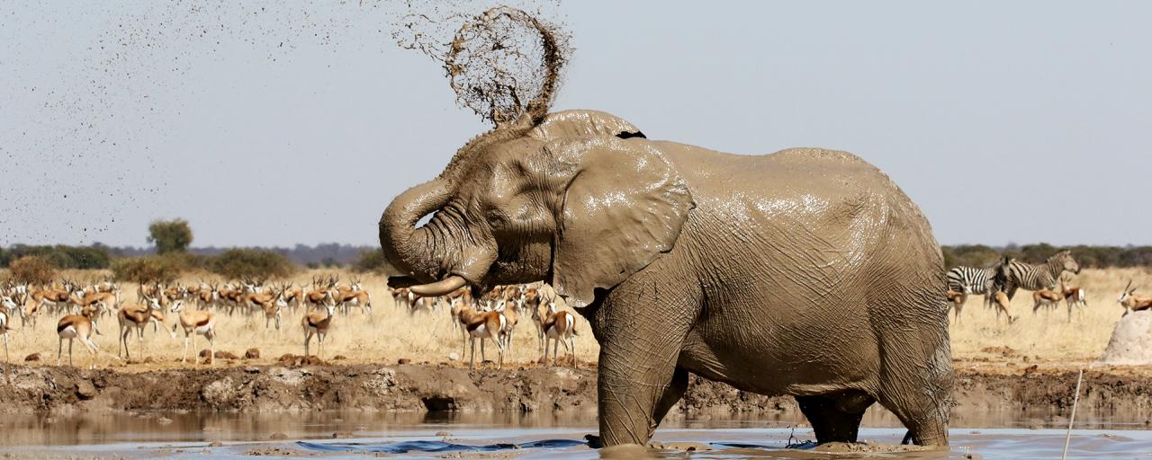 botswana nxai elephant romina facchi exploringafrica safariadv