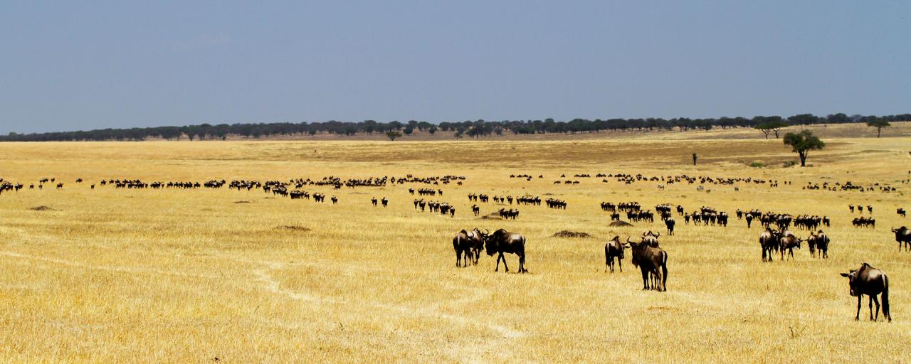 The Great Migration in Serengeti National Park: crossing Mara River: going to north looking for new pastures during the dry seasong to north looking for new pastures during the dry season