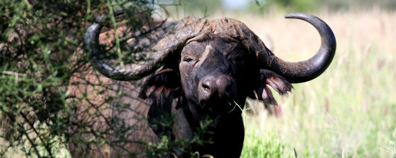 kenya tsavo buffalo exploringafrica safariadv 