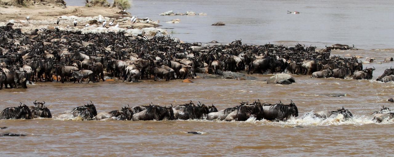 The Great Migration in Serengeti National Park in Tanzania:crossing Mara River, beautiful landscape with thousands of wildebeest aka gnus and zebras