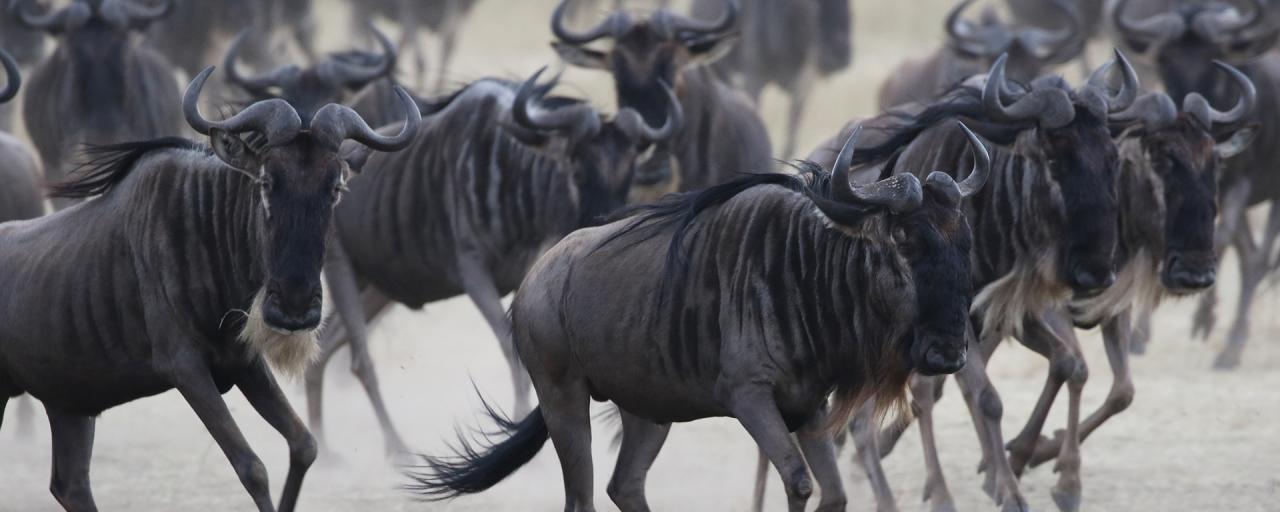 The Great Migration in Serengeti National Park: return to south tanzania africa