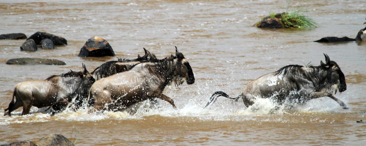 The Great Migration in Serengeti National Park in Tanzania:crossing Mara River, beautiful landscape with thousands of wildebeest aka gnus and zebrasa River, beautiful landscape with thousands of wildebeest aka gnus and zebras