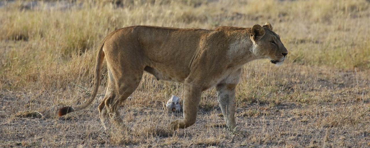 amboseli lion romina facchi exploringafrica safariadv travel viaggio africa kenya