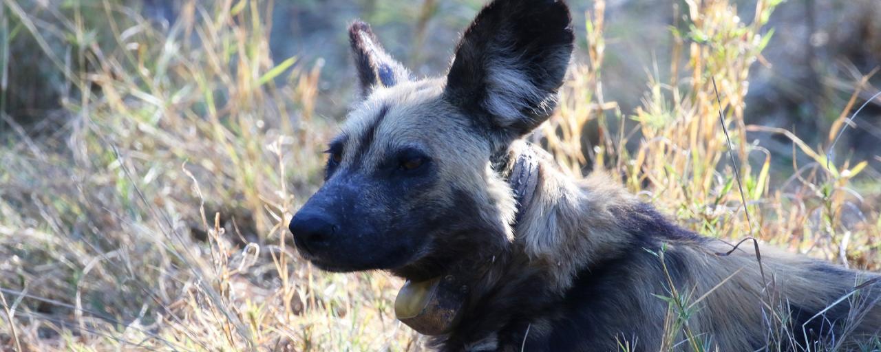 botswana safari wilddog licaone africa safariadv exploringafrica romina facchi