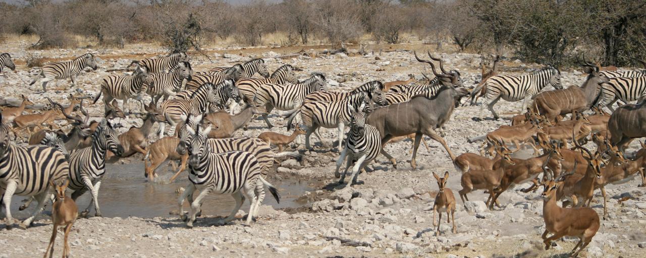 Namibia: Etosha National Park namibia etosha safariadv exploringafrica rominafacchi zebras