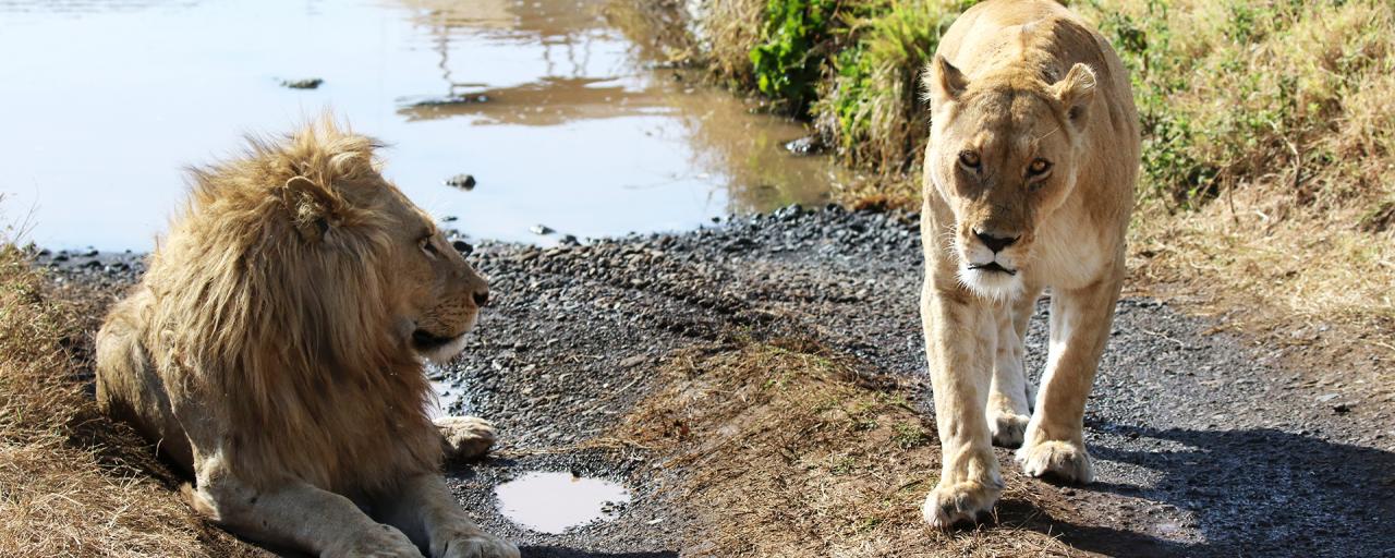 ngorongoro tanzania africa exploringafrica safariadv lions romina facchi