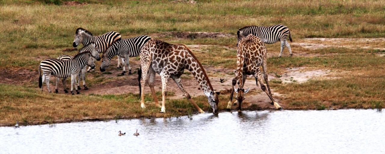 zimbabwe giraffe exploringafrica safariadv alessio delle cave